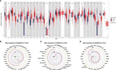 An Integrated Pan-Cancer Analysis of ADAMTS12 and Its Potential Implications in Pancreatic Adenocarcinoma